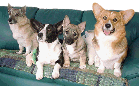 4 chiens
