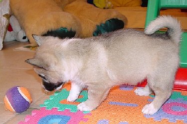 Chiot V&auml;stg&ouml;taspets